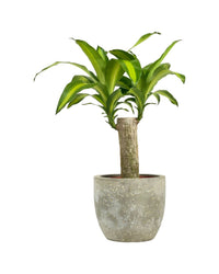 Dracena Fragrans Iron Tree Single Stem (0.6m) - sedona stand - Potted plant - Tumbleweed Plants - Online Plant Delivery Singapore