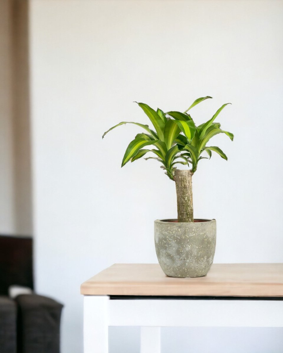 Dracena Fragrans Iron Tree Single Stem (0.6m) - sedona stand - Potted plant - Tumbleweed Plants - Online Plant Delivery Singapore