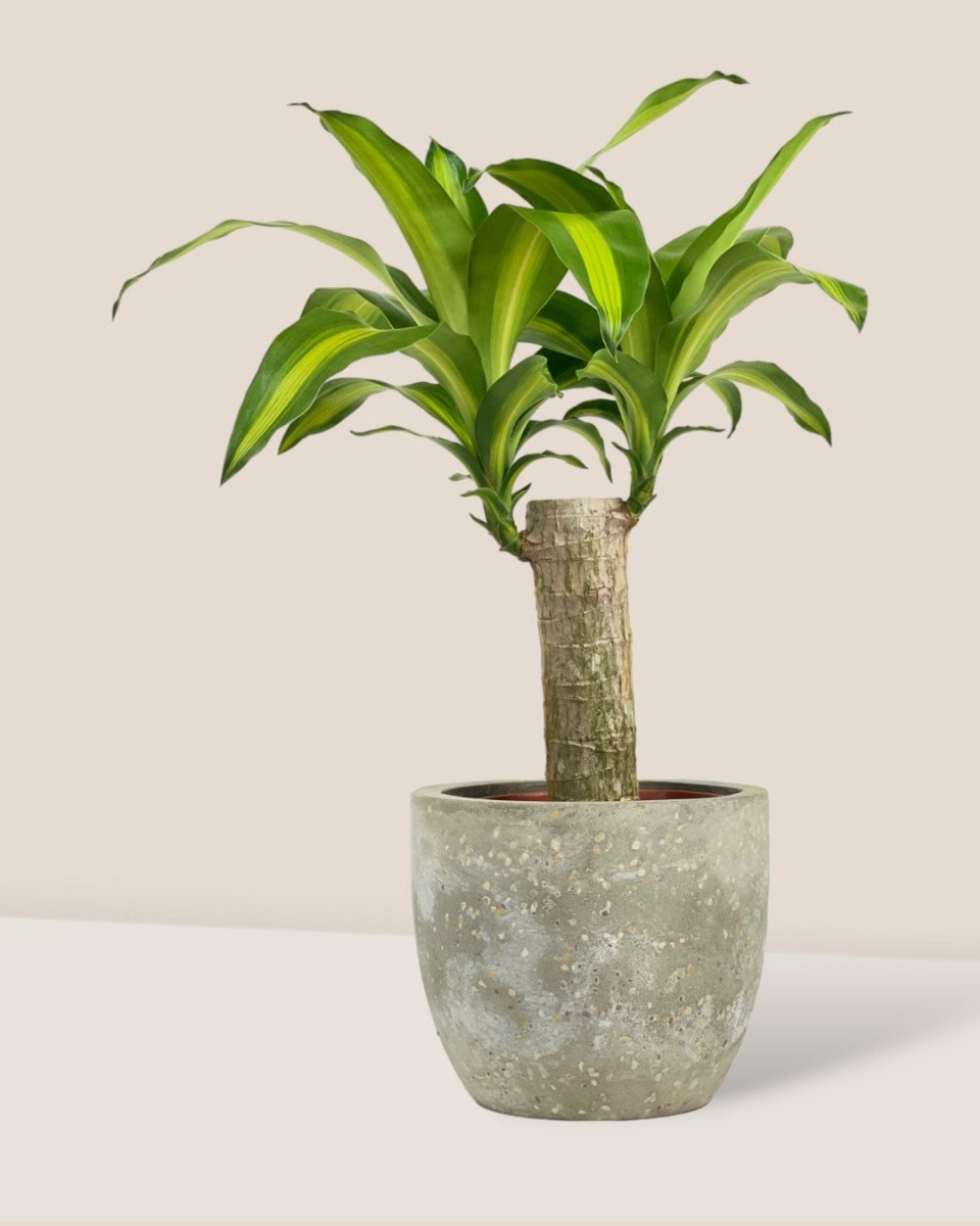 Dracena Fragrans Iron Tree Single Stem (0.6m) - sedona stand - Potted plant - Tumbleweed Plants - Online Plant Delivery Singapore
