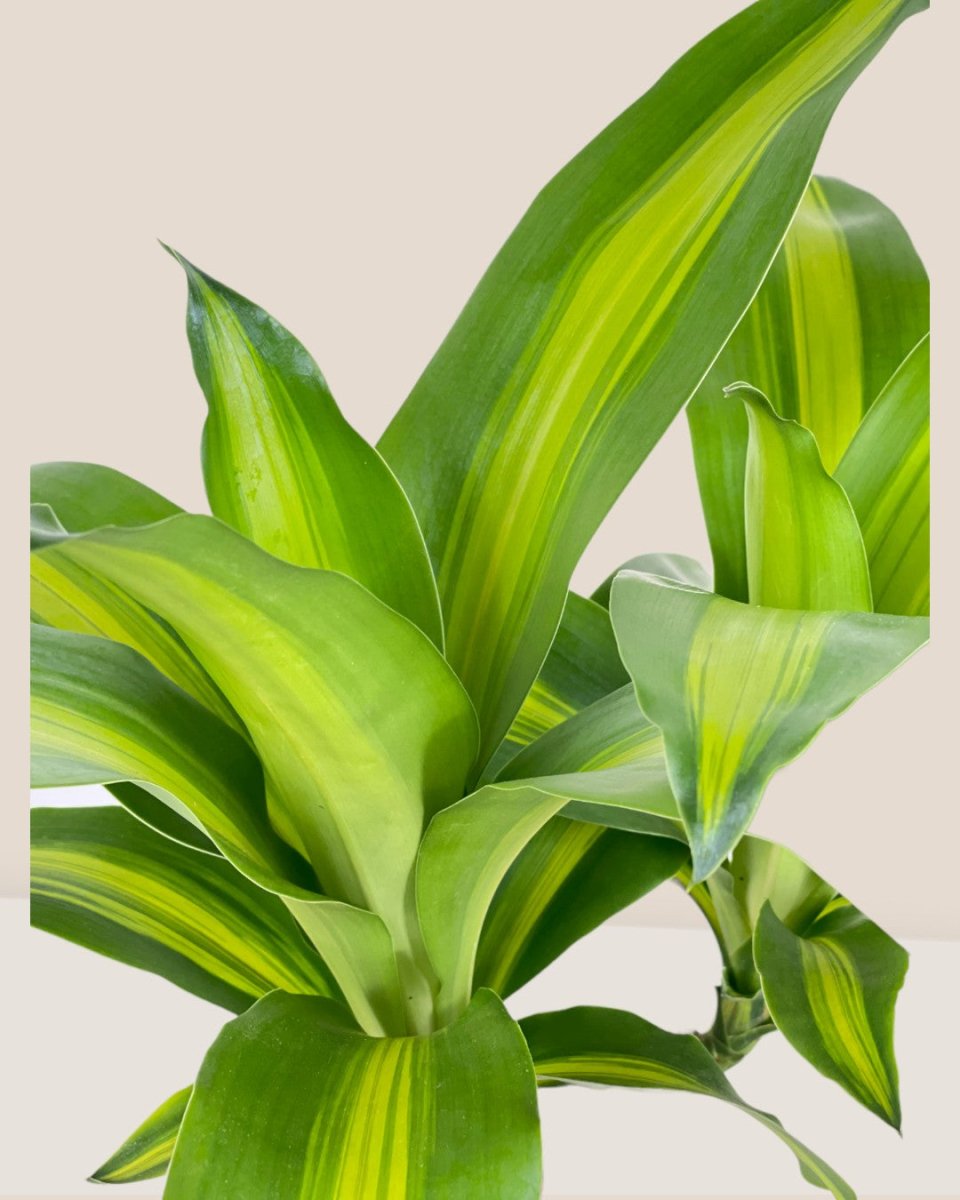 Dracena Fragrans Iron Tree Single Stem (0.6m) - sedona stand - Potted plant - Tumbleweed Plants - Online Plant Delivery Singapore