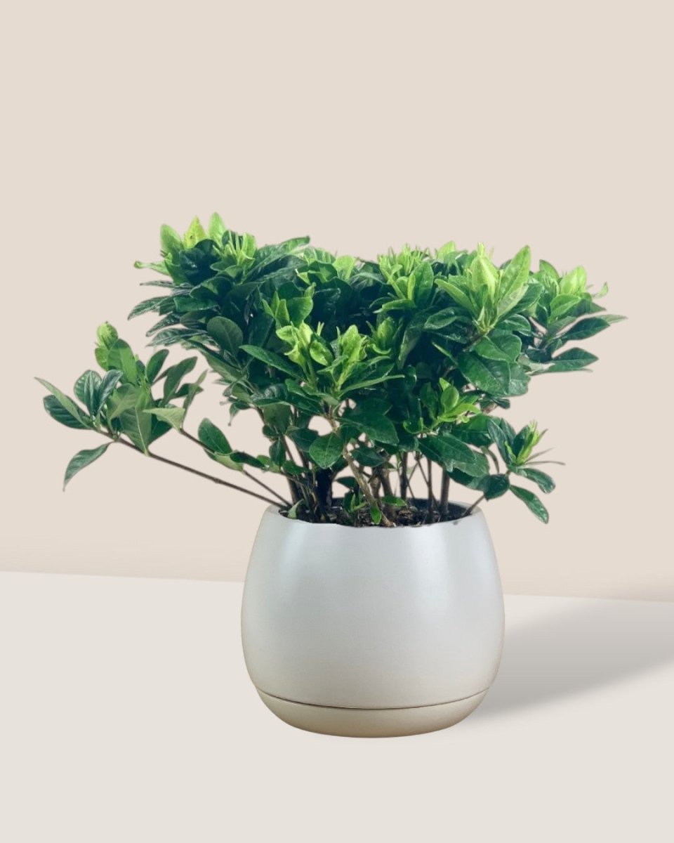 Dwarf Gardenia Jasminoides - grow pot - Potted plant - Tumbleweed Plants - Online Plant Delivery Singapore