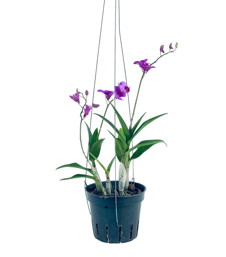 Epidendrum Orchid - Potted plant - Tumbleweed Plants - Online Plant Delivery Singapore
