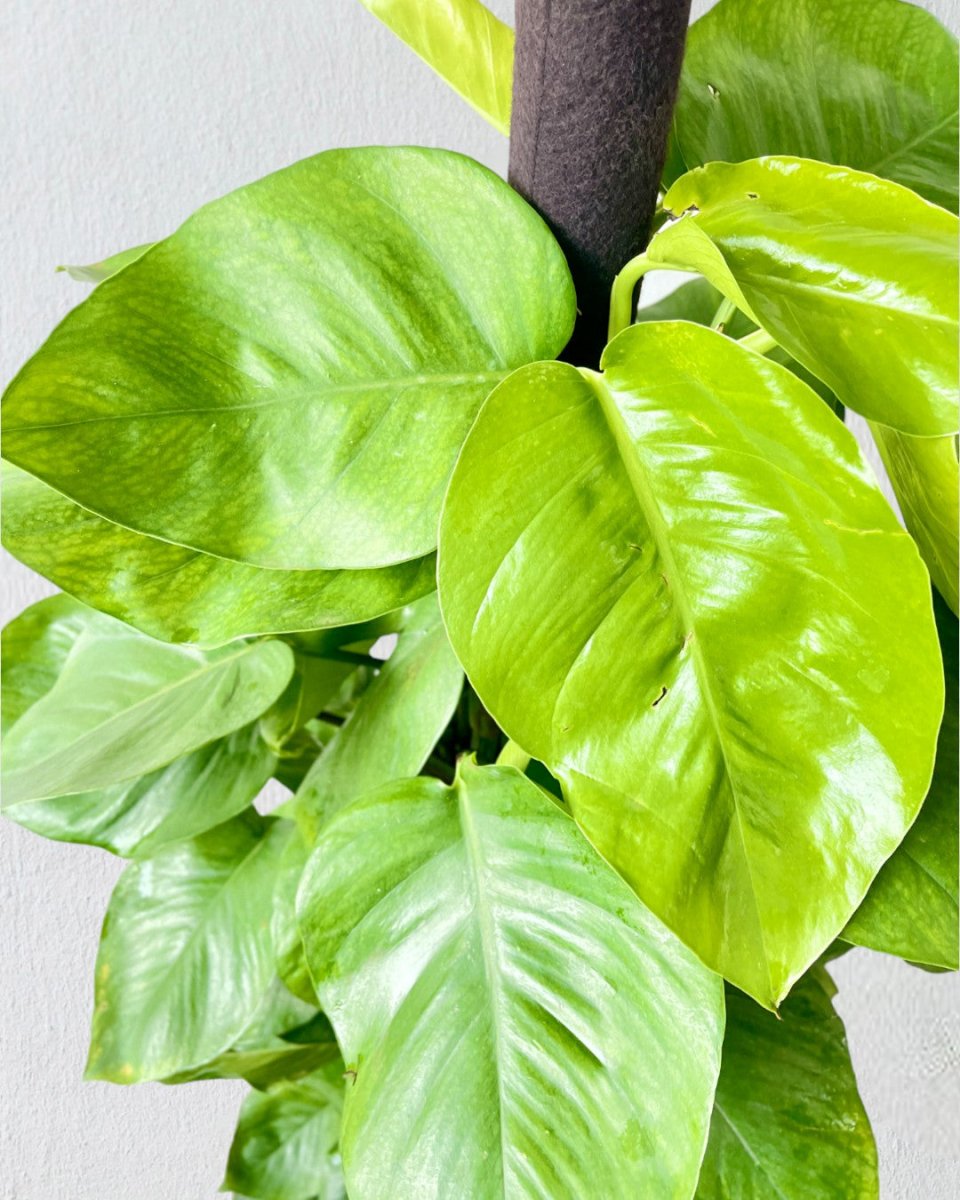 Epipremnum Money Plant (1.5m) - grow pot - Potted plant - Tumbleweed Plants - Online Plant Delivery Singapore