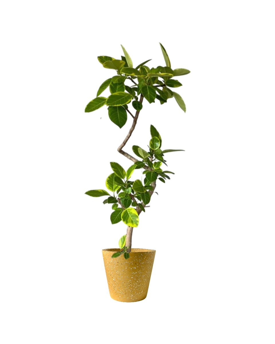 bending pot plants Ficus Altissima Bending