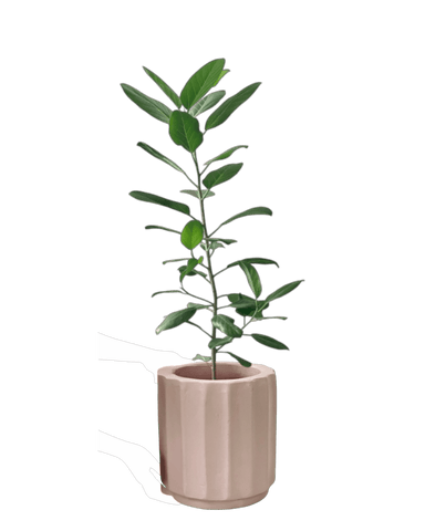 Ficus Audrey