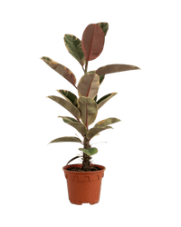 Ficus Elastica Ruby - Potted plant - JUST - FICU - GRW - 2821 - Tumbleweed Plants - Online Plant Delivery Singapore