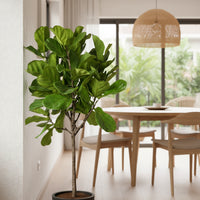 Ficus Lyrata 'Fiddle-leaf Fig'