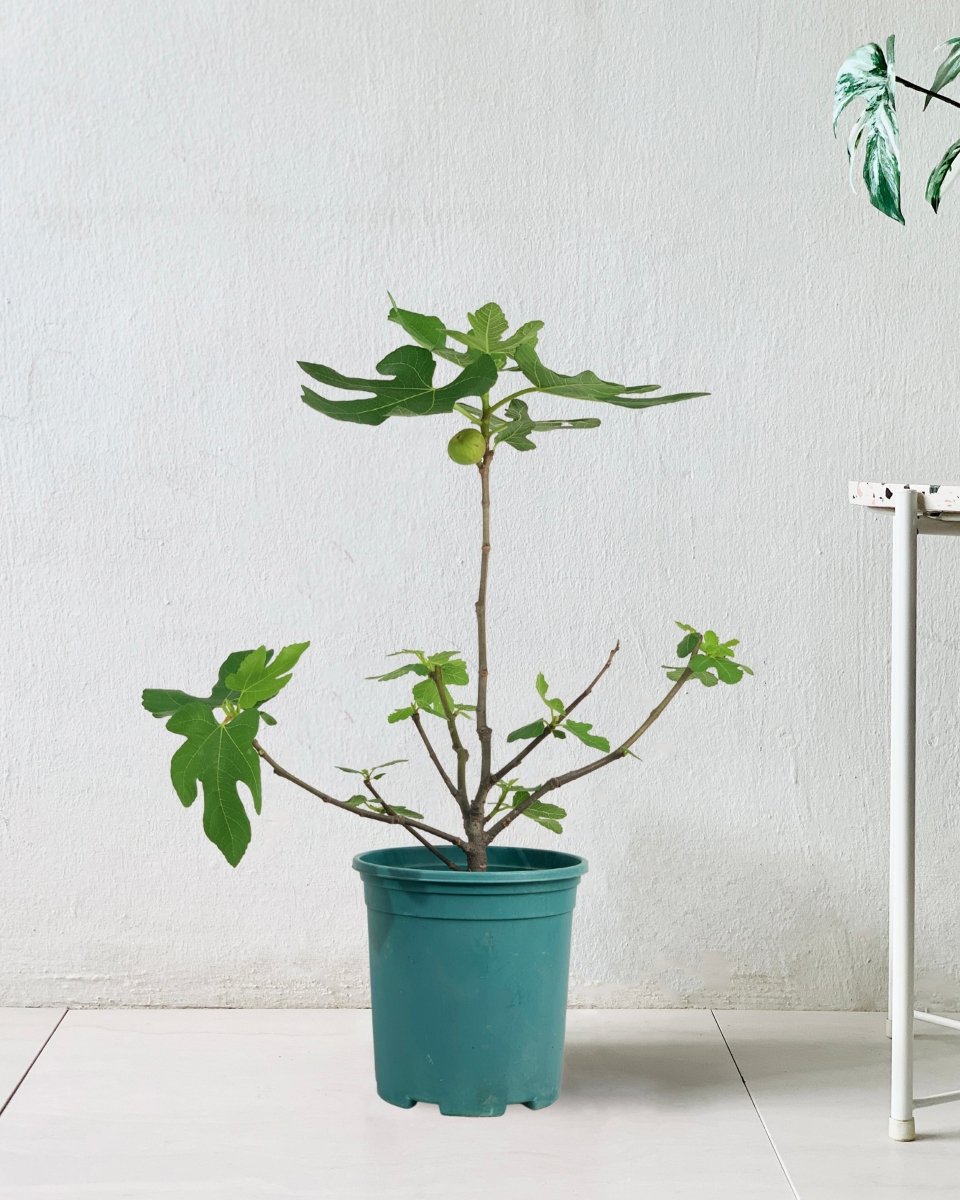 Fig Tree (0.5m) - Potted plant - POTT - FIGT - CHR - 3669 - Tumbleweed Plants - Online Plant Delivery Singapore