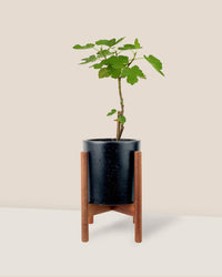 Fig Tree (0.5m) - Potted plant -  Tumbleweed Plants