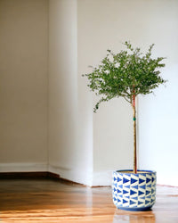 Finger Lime Tree (Australia) - grow pot - Potted plant - Tumbleweed Plants - Online Plant Delivery Singapore