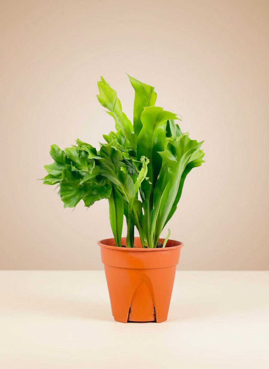 Fishtail Fern - Potted plant - POTT-FISH-GRW-5216 - Tumbleweed Plants - Online Plant Delivery Singapore