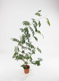 Flame Tree - Potted plant - POTT - FLAM - GRW - 7458 - Tumbleweed Plants - Online Plant Delivery Singapore