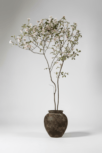 Island Tree - Real - Trunk Artificial - Potted plant - 5516314535781 - Tumbleweed Plants - Online Plant Delivery Singapore