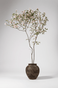 Island Tree - Real - Trunk Artificial - Potted plant - 5516314535781 - Tumbleweed Plants - Online Plant Delivery Singapore