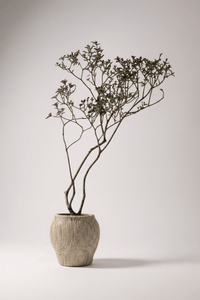 Island Tree - Real - Trunk Artificial - Potted plant - 5516314535783 - Tumbleweed Plants - Online Plant Delivery Singapore