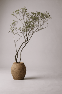 Island Tree - Real - Trunk Artificial - Potted plant - 5516314535782 - Tumbleweed Plants - Online Plant Delivery Singapore