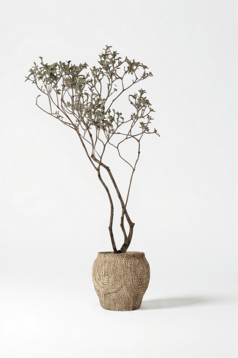 Island Tree - Real - Trunk Artificial - Potted plant - POTT - ISLA - SPR - 7278 - Tumbleweed Plants - Online Plant Delivery Singapore