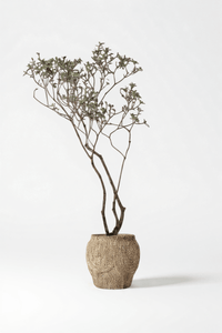 Island Tree - Real - Trunk Artificial - Potted plant - POTT - ISLA - SPR - 7278 - Tumbleweed Plants - Online Plant Delivery Singapore