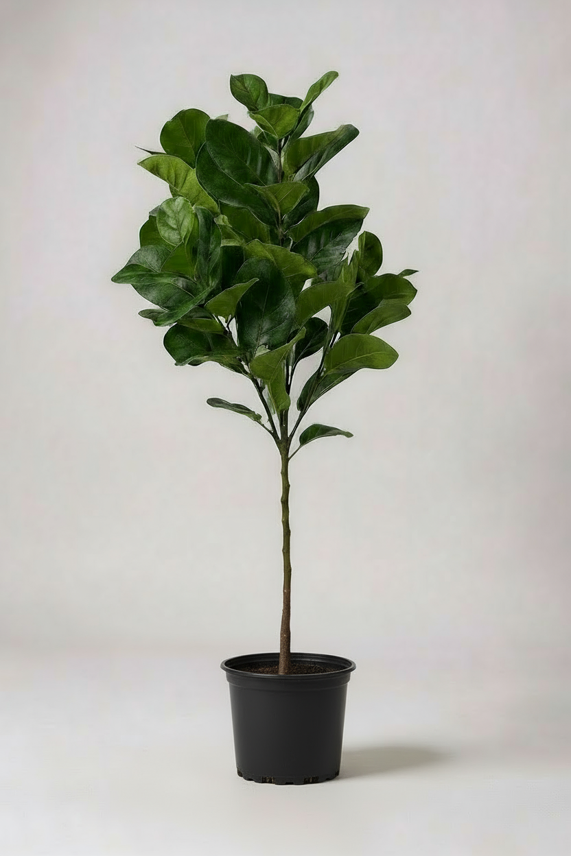 Fiddle-leaf Fig (Life-like Artificial) - Potted plant -  Tumbleweed Plants
