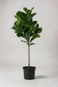 Fiddle-leaf Fig (Life-like Artificial) - Potted plant -  Tumbleweed Plants