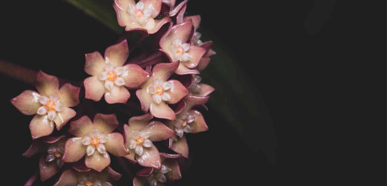 Hoya Flower Plant Care Singapore