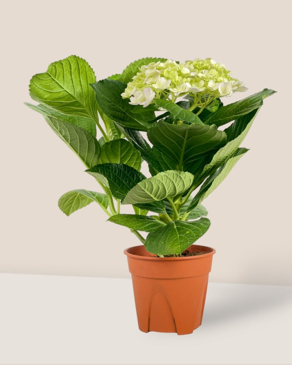 Hydrangea - grow pot - Potted plant - Tumbleweed Plants - Online Plant Delivery Singapore