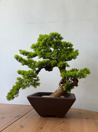 Classic Bonsai - Real-Trunk Artificial - Plant Arrangement -  Tumbleweed Plants