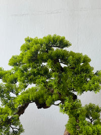 Classic Bonsai - Real-Trunk Artificial - Plant Arrangement -  Tumbleweed Plants