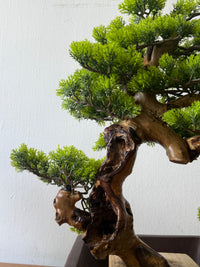 Classic Bonsai - Real-Trunk Artificial - Plant Arrangement -  Tumbleweed Plants