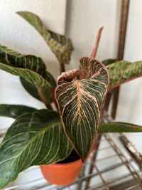 Philodendron Birkin - Pink - Potted plant - POTT - PHIL - GRW - 7468 - Tumbleweed Plants - Online Plant Delivery Singapore