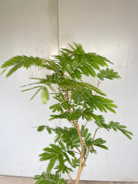 Everfresh Tree (Japan) 1.4-1.6m - Potted plant -  Tumbleweed Plants