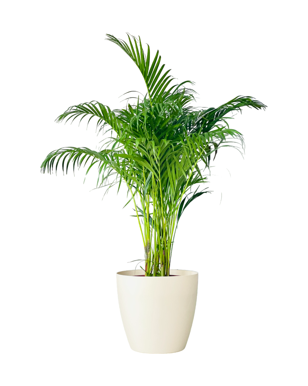 Mila XL - Pots -  Tumbleweed Plants