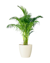 Mila XL - Pots -  Tumbleweed Plants