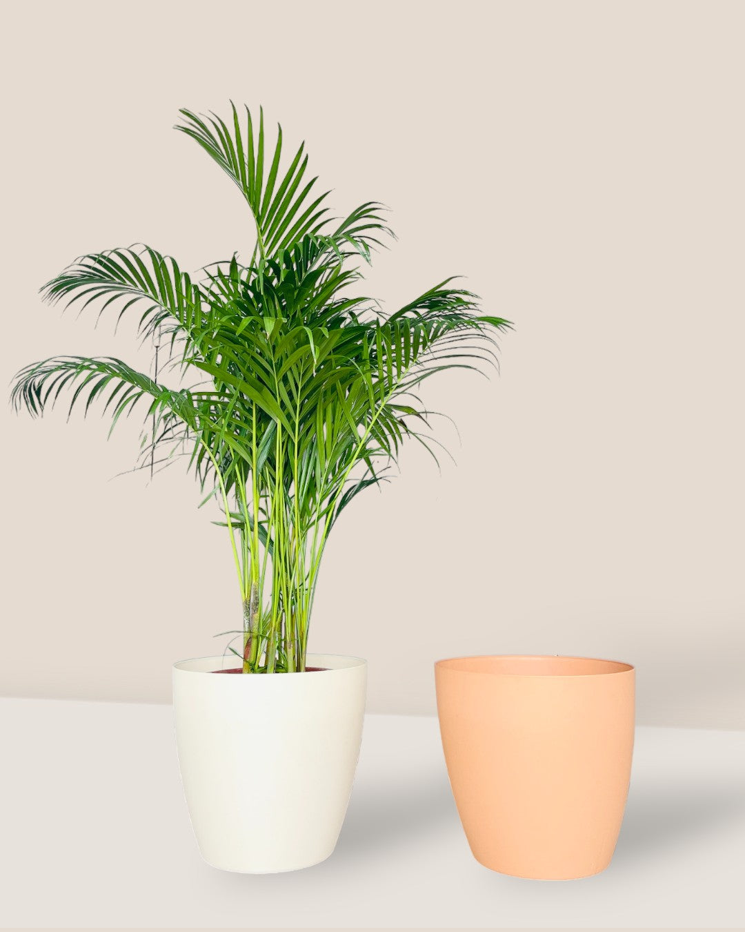 Mila XL - Pots -  Tumbleweed Plants