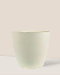 Mila XL - Pots -  Tumbleweed Plants