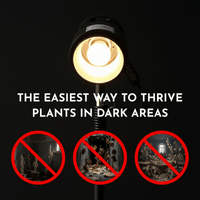 Helio Plant Lights - Plant Lights - ACCE - ADJU - 5593 - Tumbleweed Plants - Online Plant Delivery Singapore