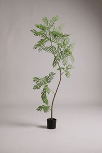 Jacaranda Tree (Life - like Artificial) - Potted plant - 5232104620326 - 0 - Tumbleweed Plants - Online Plant Delivery Singapore