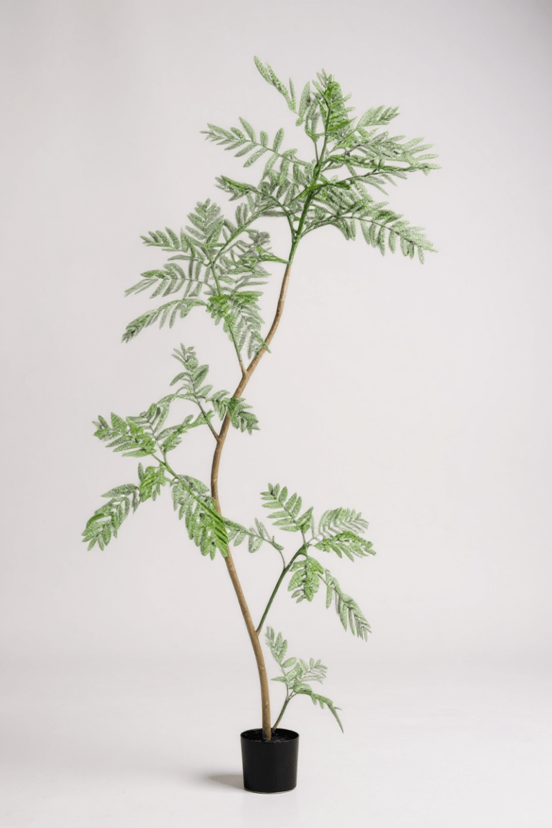 Jacaranda Tree (Life - like Artificial) - Potted plant - 5232104620327 - 0 - Tumbleweed Plants - Online Plant Delivery Singapore