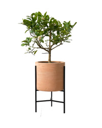 Junior Lemon Tree - sedona stand - Potted plant - Tumbleweed Plants - Online Plant Delivery Singapore