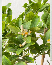 Junior Lemon Tree - grow pot - Potted plant - Tumbleweed Plants - Online Plant Delivery Singapore