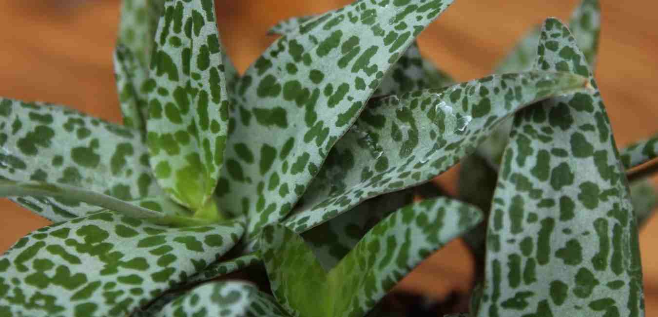LEDEBOURIA Plant Care Singapore