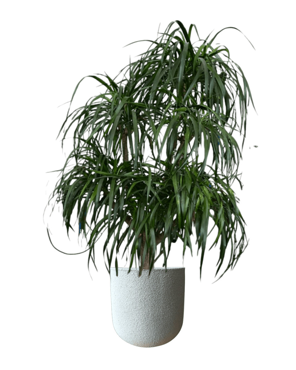 Large Dracaena Tree - Potted plant - POTT - LARG - MGRW - 4144 - Tumbleweed Plants - Online Plant Delivery Singapore