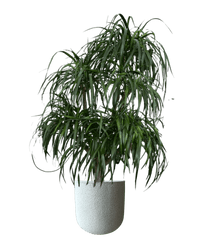 Large Dracaena Tree - Potted plant - POTT - LARG - MGRW - 4144 - Tumbleweed Plants - Online Plant Delivery Singapore