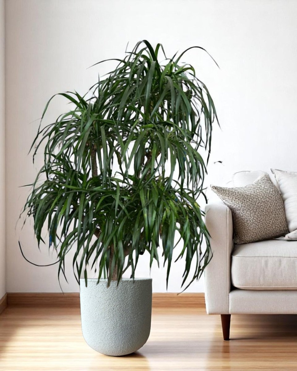 Large Dracaena Tree - Potted plant - POTT - LARG - MGRW - 4144 - Tumbleweed Plants - Online Plant Delivery Singapore