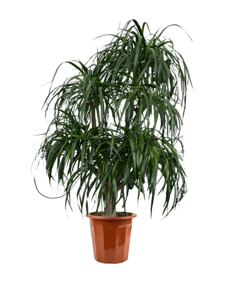 Large Dracaena Tree - grow pot - Potted plant - Tumbleweed Plants - Online Plant Delivery Singapore