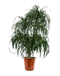 Large Dracaena Tree - grow pot - Potted plant - Tumbleweed Plants - Online Plant Delivery Singapore