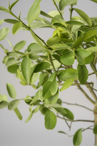 Lemon Tree Tall - Potted plant -  Tumbleweed Plants