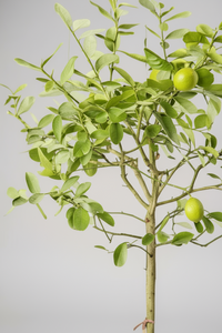 Lemon Tree Tall - Potted plant -  Tumbleweed Plants