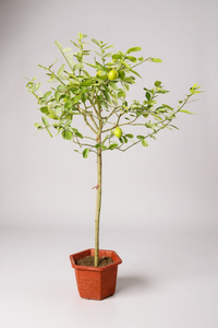 Lemon Tree Tall - Potted plant -  Tumbleweed Plants