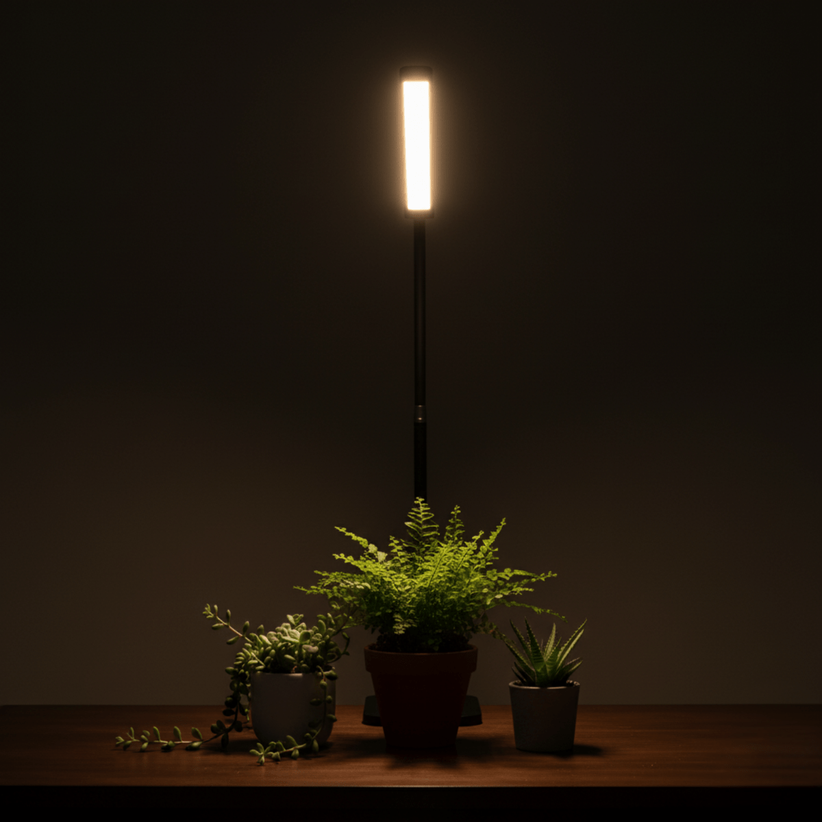 BLOOM Table Growlights - Plant Lights - 5474747354611 - Tumbleweed Plants - Online Plant Delivery Singapore